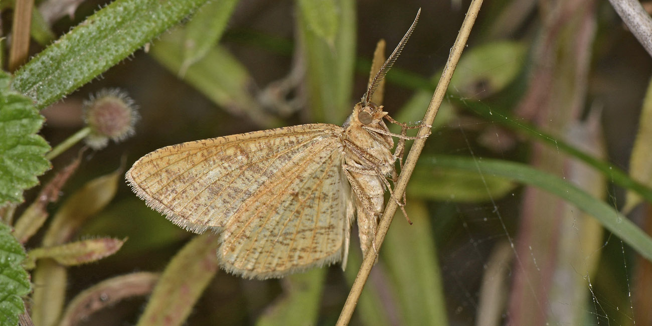 Geometridae? S, Isturgia arenacearia